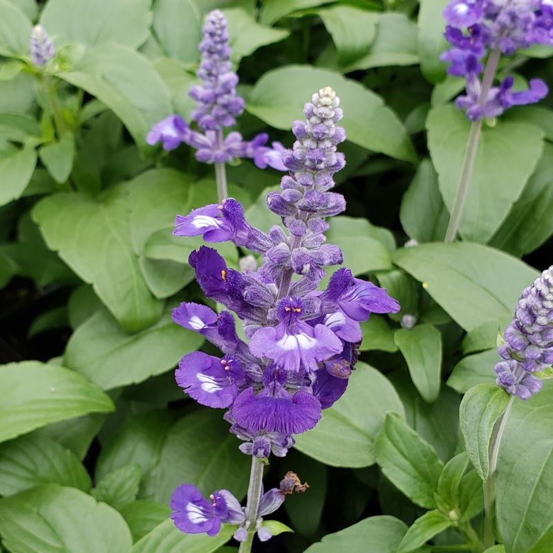 Salvia Sallyfun 'Blue Lagoon' - Salvia from Hillcrest Nursery