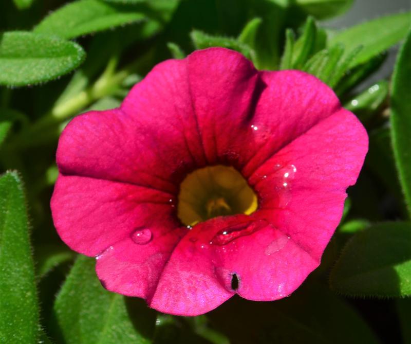 Calibrachoa Cabaret 'Hot Rose' - Million Bells from Hillcrest Nursery