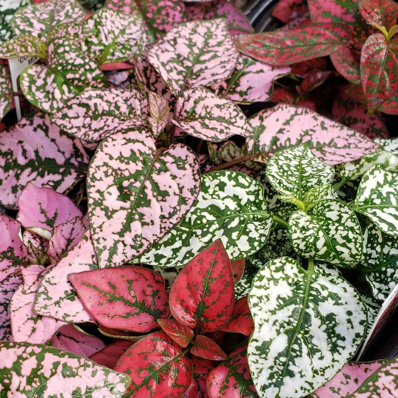 Hypoestes Hypoestes phyllostachya Mix from Hillcrest Nursery