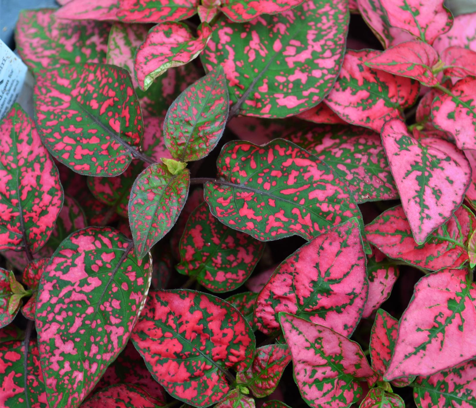 Hypoestes Hypoestes phyllostachya Red from Hillcrest Nursery