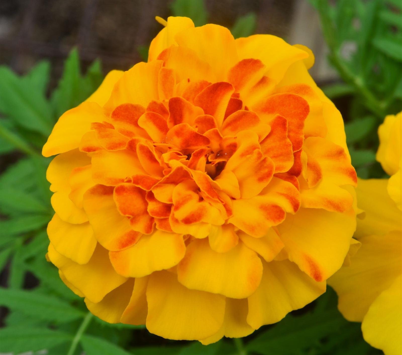 Tagetes triploid Endurance 'Sunset Gold' - Marigold from Hillcrest Nursery