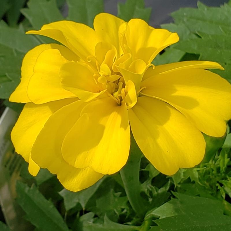 Tagetes triploid Endurance 'Yellow' - Marigold from Hillcrest Nursery