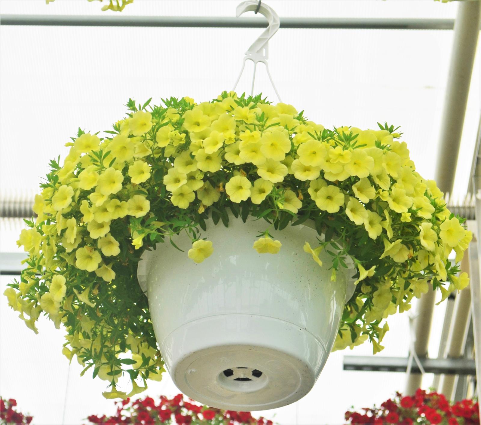 Calibrachoa Cabaret 'Lemon Yellow' - Million Bells from Hillcrest Nursery