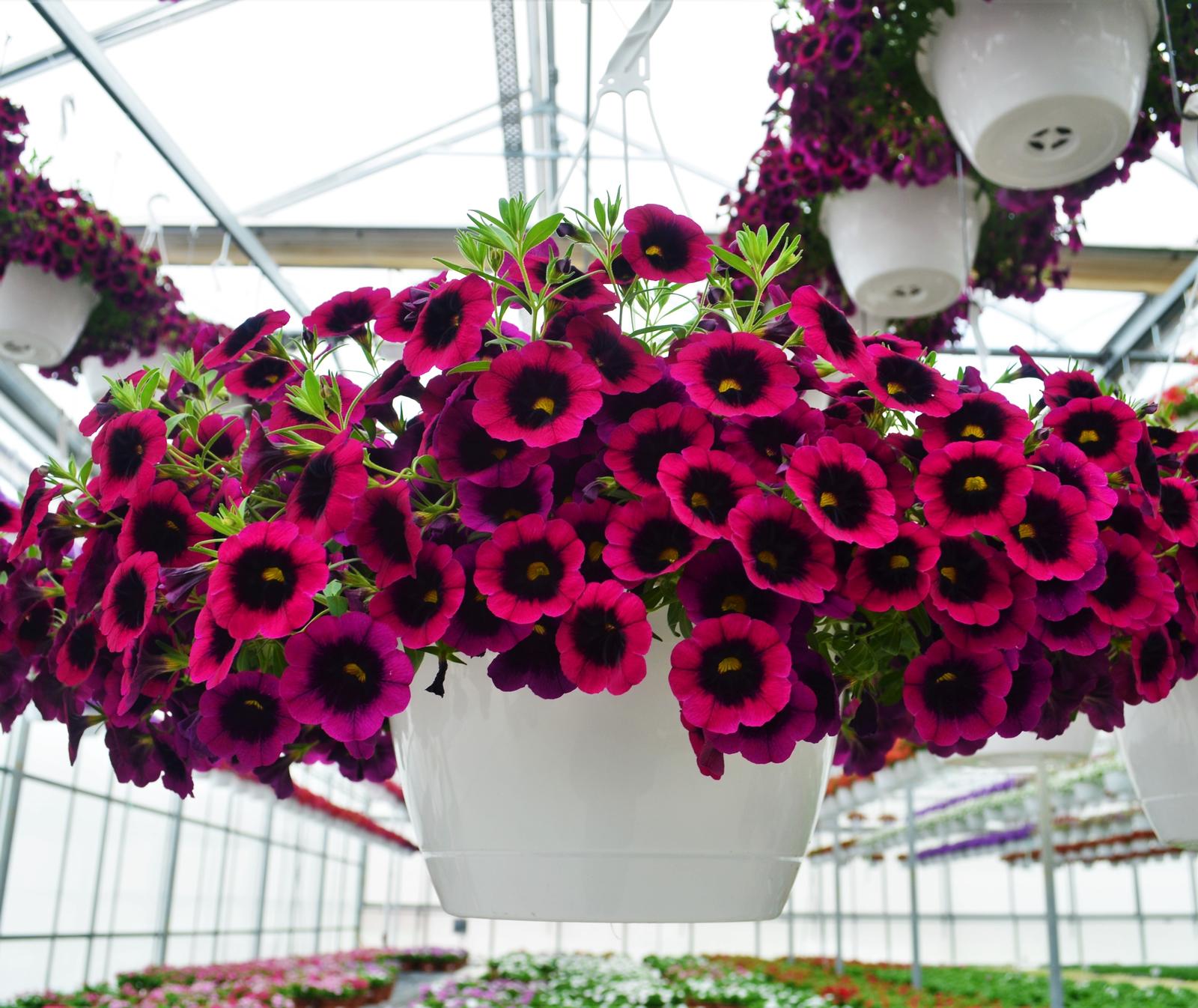 Calibrachoa 'Dracula' - Million Bells from Hillcrest Nursery