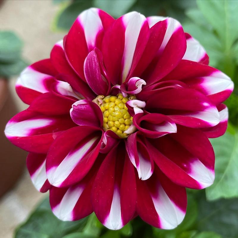 Dahlia StarSister 'Crimson Picotee' - Dahlia from Hillcrest Nursery