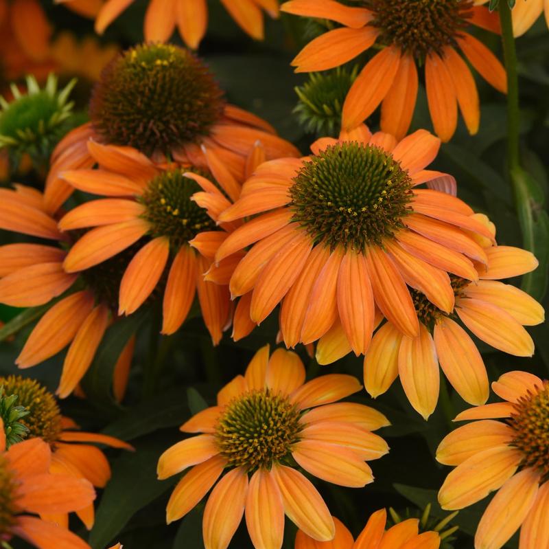 Echinacea Artisan 'Soft Orange' - Coneflower from Hillcrest Nursery