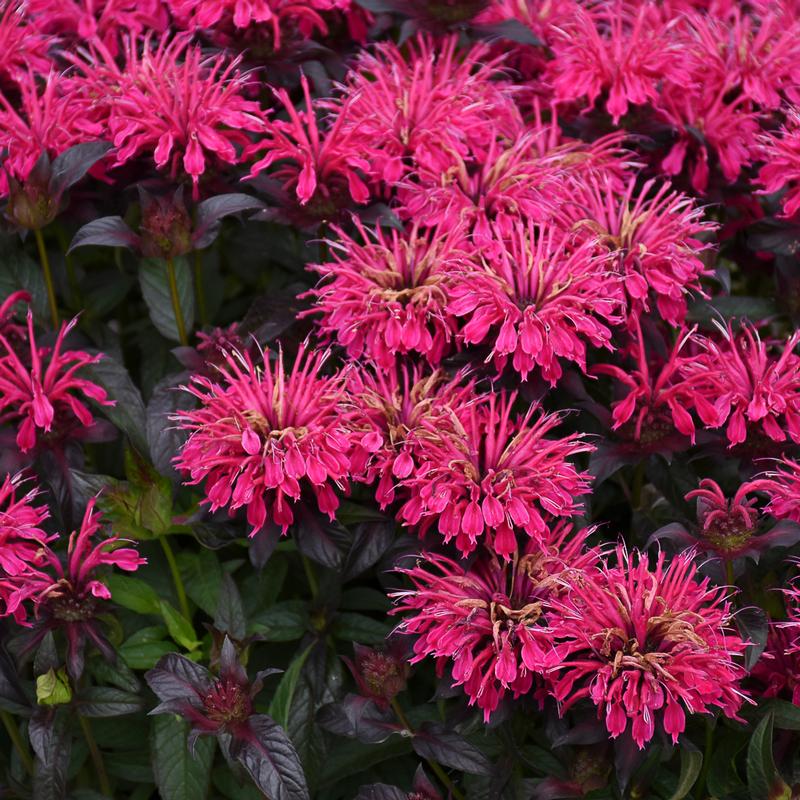 Monarda didyma Sugar Buzz 'Berry Taffy' - Bee Balm from Hillcrest Nursery