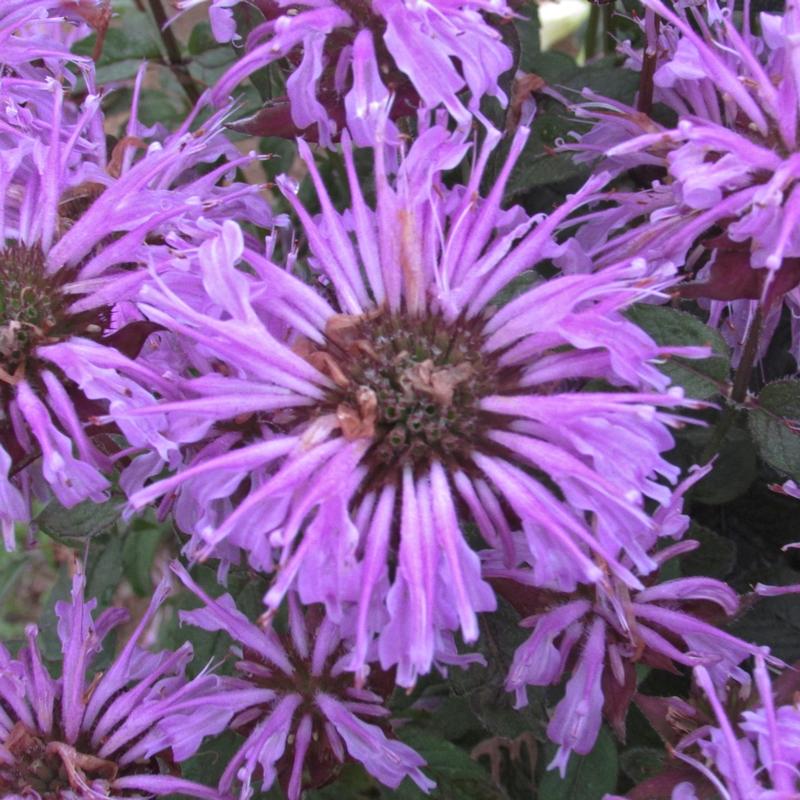 Monarda didyma Sugar Buzz 'Blue Moon' - Bee Balm from Hillcrest Nursery