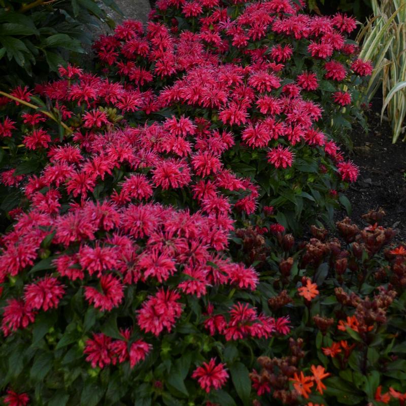 Bee Balm Monarda didyma Cherry Pops from Hillcrest Nursery