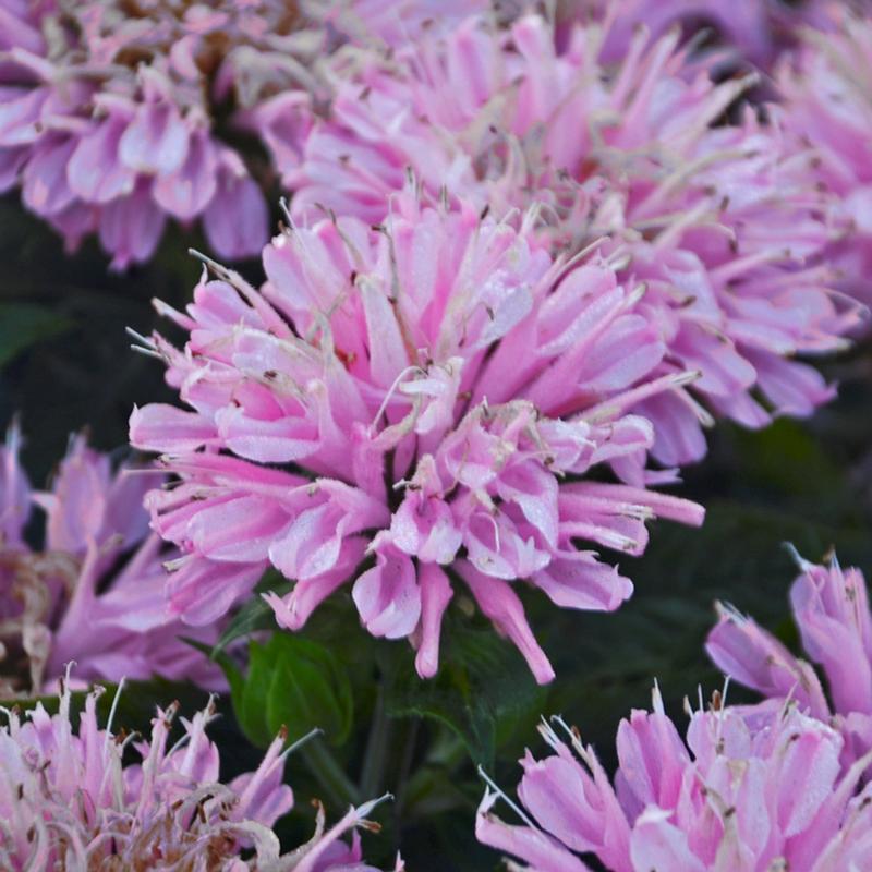 Monarda didyma Sugar Buzz 'Pink Frosting' - Bee Balm from Hillcrest Nursery