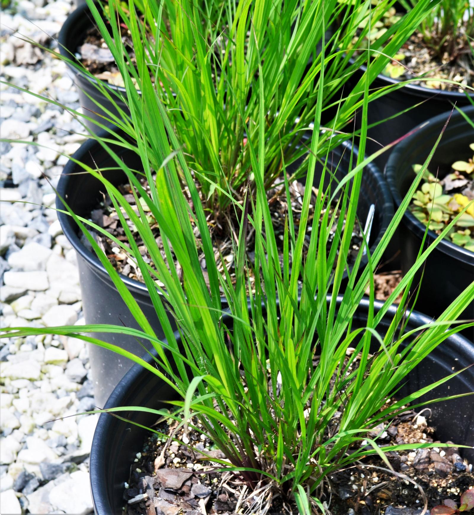 Grass: Andropogon gerardii 'Blackhawks' - Andropogon from Hillcrest Nursery