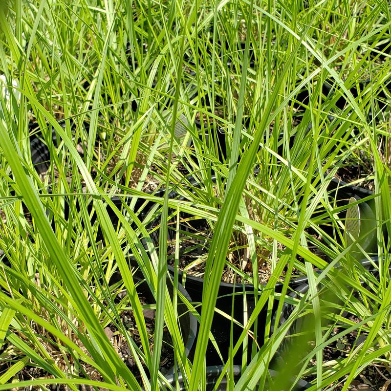 Fountain Grass Grass: Pennisetum alopecuroides Cayenne from Hillcrest ...