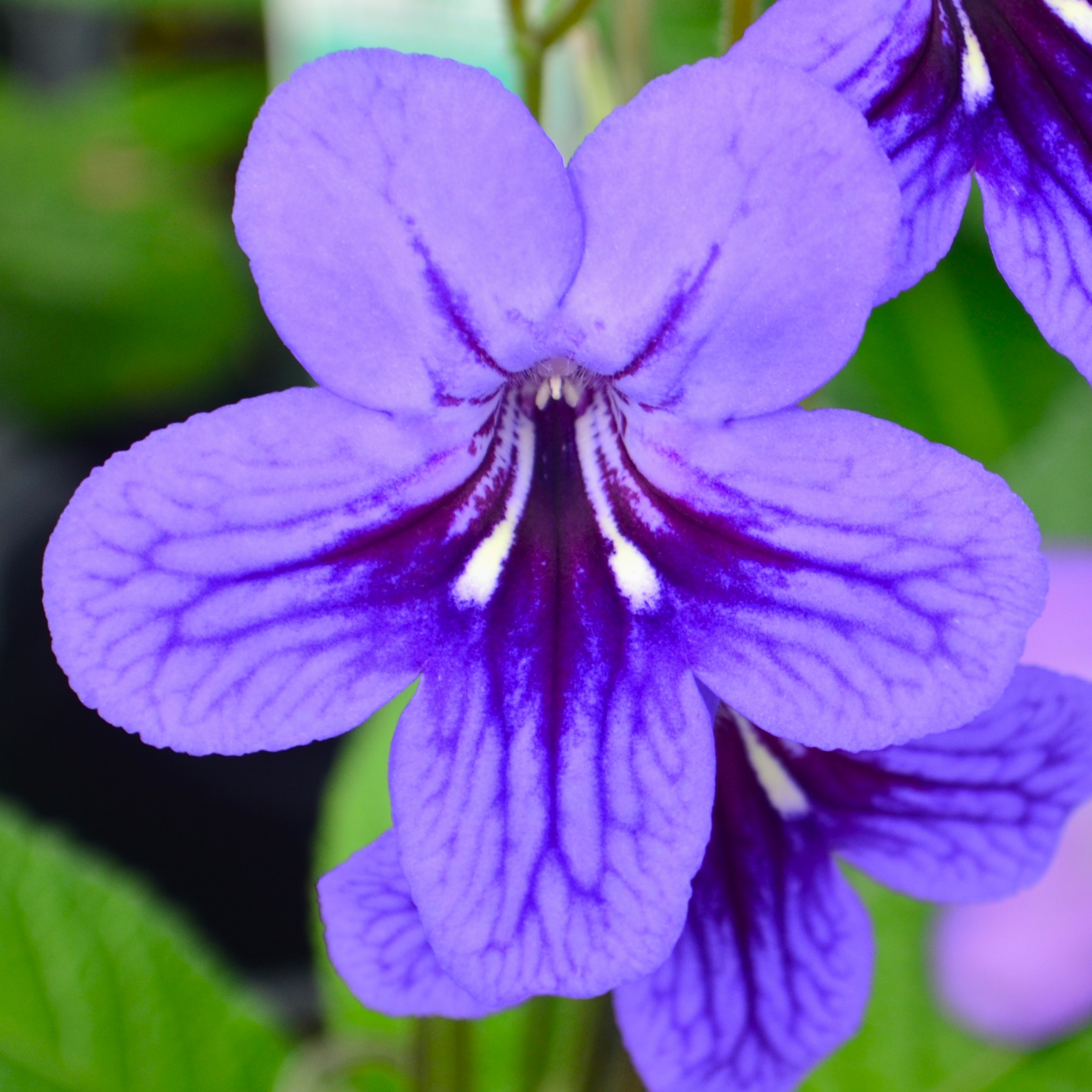 Streptocarpus Ladyslippers 'Blueberry' - Streptocarpus from Hillcrest Nursery