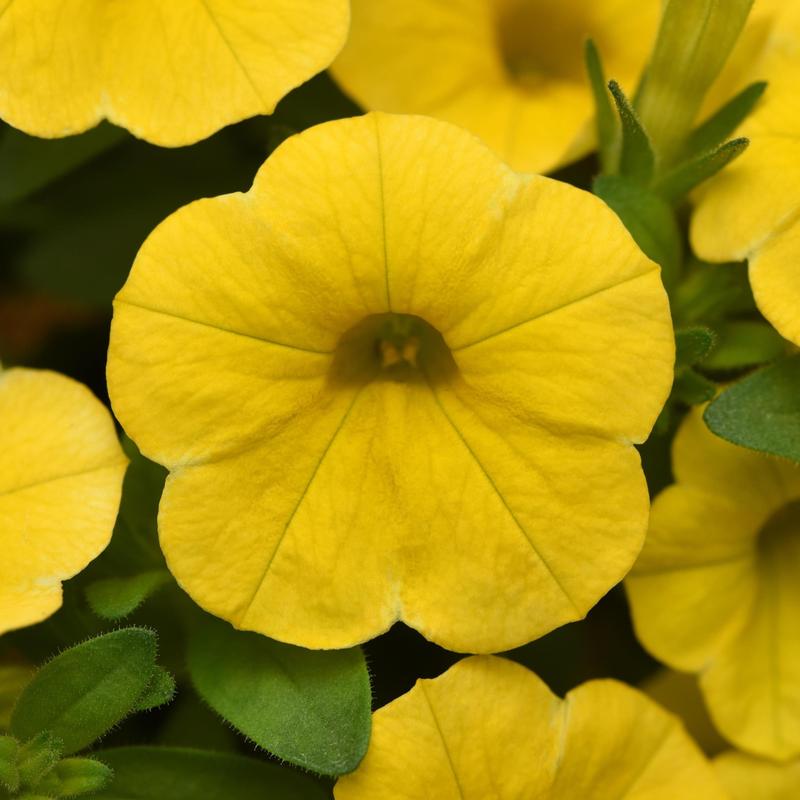 Calibrachoa Cabaret 'Yellow' - Million Bells - Image courtesy of Ball Horticultural Company