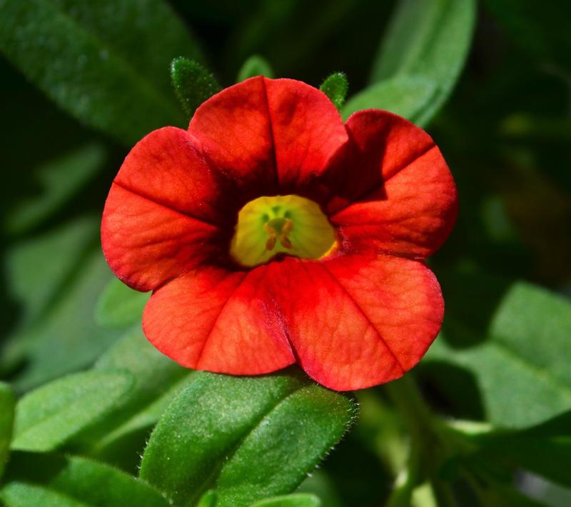 Calibrachoa Cha Cha 'Orange' - Million Bells from Hillcrest Nursery