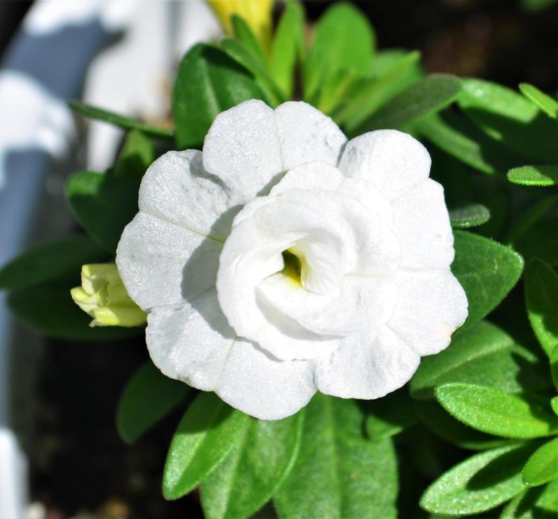 Million Bells Calibrachoa Double White From Hillcrest Nursery