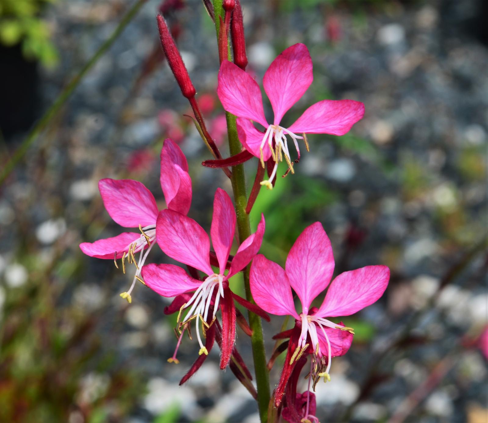 Gaura lindheimeri 'Gauriella Bicolor' - Wand Flower from Hillcrest Nursery