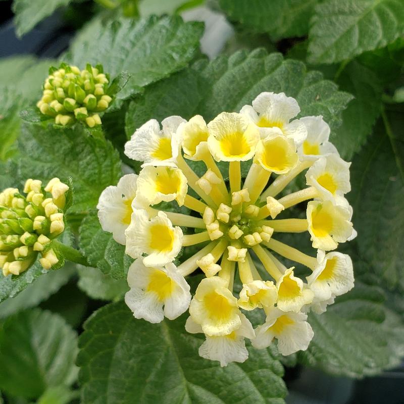 Lantana camara Bandolista 'Coconut' - Lantana from Hillcrest Nursery