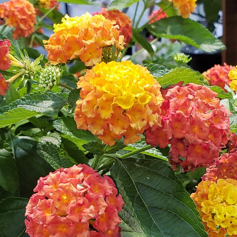 Lantana camara Bandolista 'Mango' - Lantana from Hillcrest Nursery