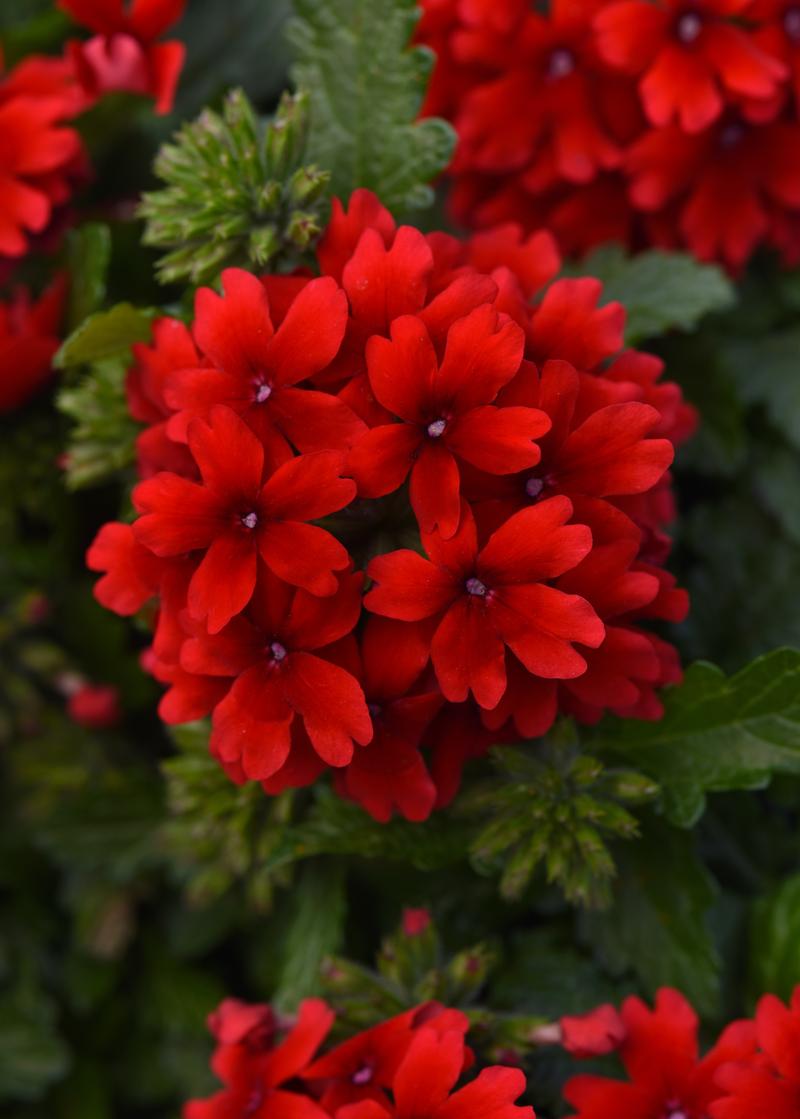 Vervain Verbena Red from Hillcrest Nursery