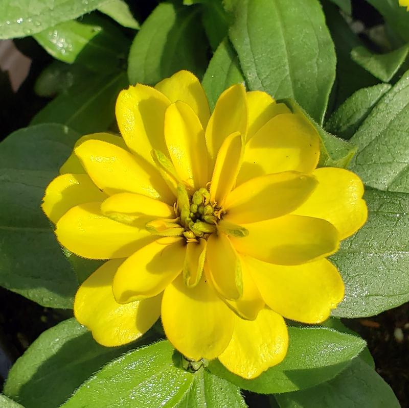 Zinnia Zydeco 'Deep Yellow' - Zinnia from Hillcrest Nursery