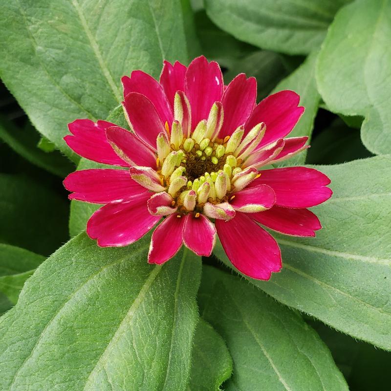 Zinnia Zydeco 'Cherry' - Zinnia from Hillcrest Nursery