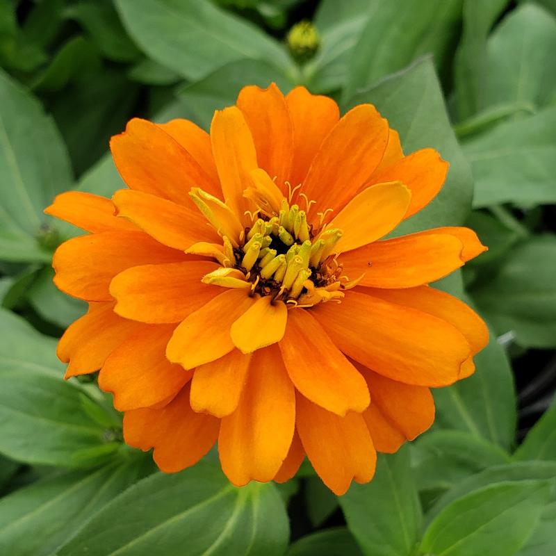 Zinnia Zydeco 'Fire' - Zinnia from Hillcrest Nursery