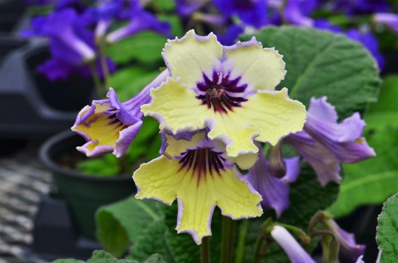 Streptocarpus Ladyslippers 'Yellow Blue Eye' - Streptocarpus from Hillcrest Nursery