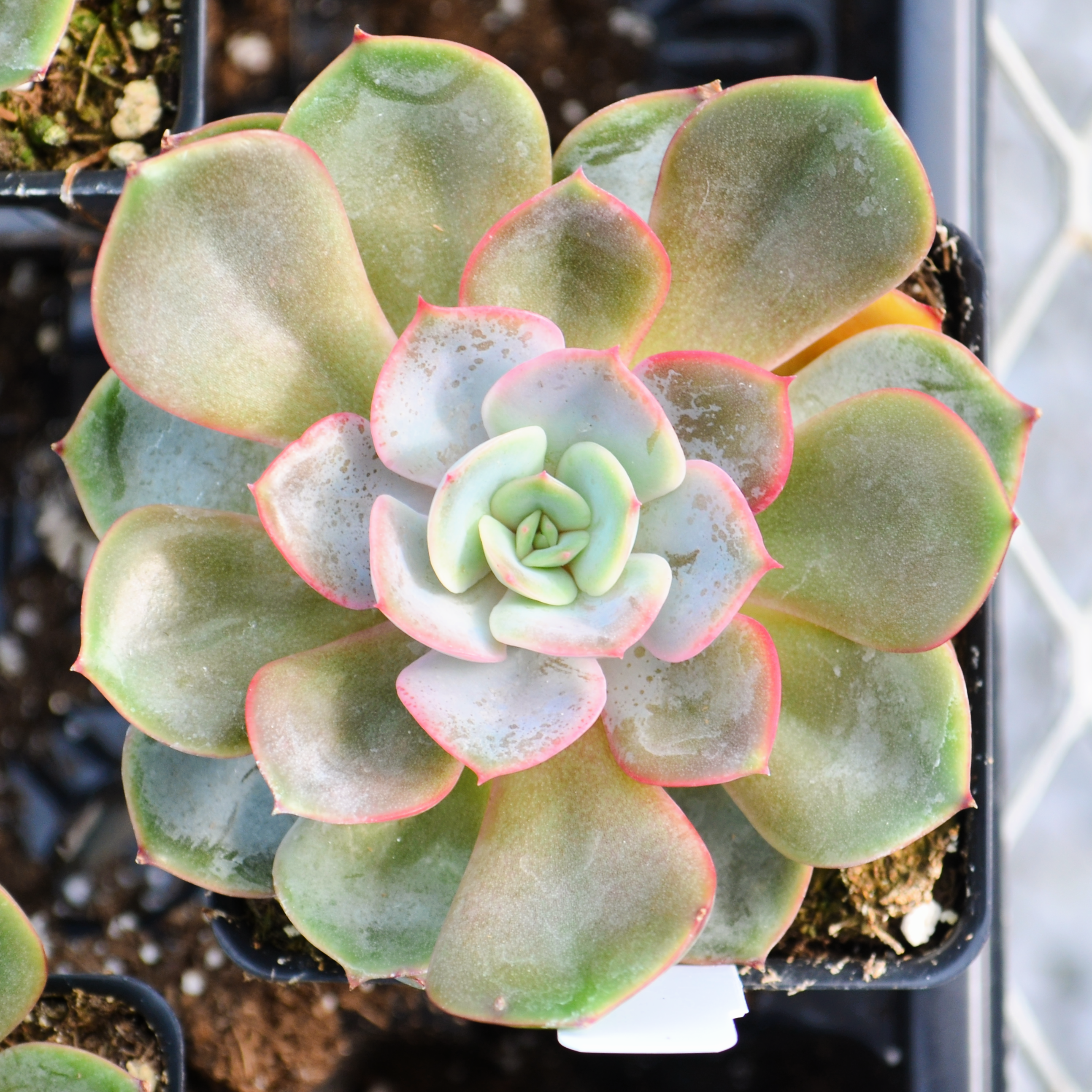 Echeveria 'Galactica' - Echeveria from Hillcrest Nursery