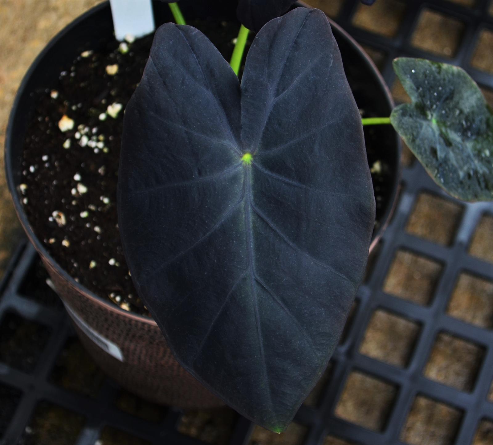 Elephant Ear Colocasia Black Beauty from Hillcrest Nursery