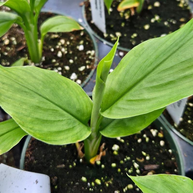 Curcuma longa - Turmeric from Hillcrest Nursery