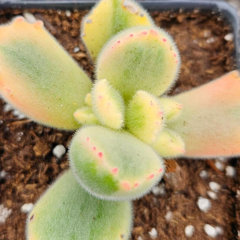 Cotyledon tomentosa 'Variegata' - Bears Paw from Hillcrest Nursery