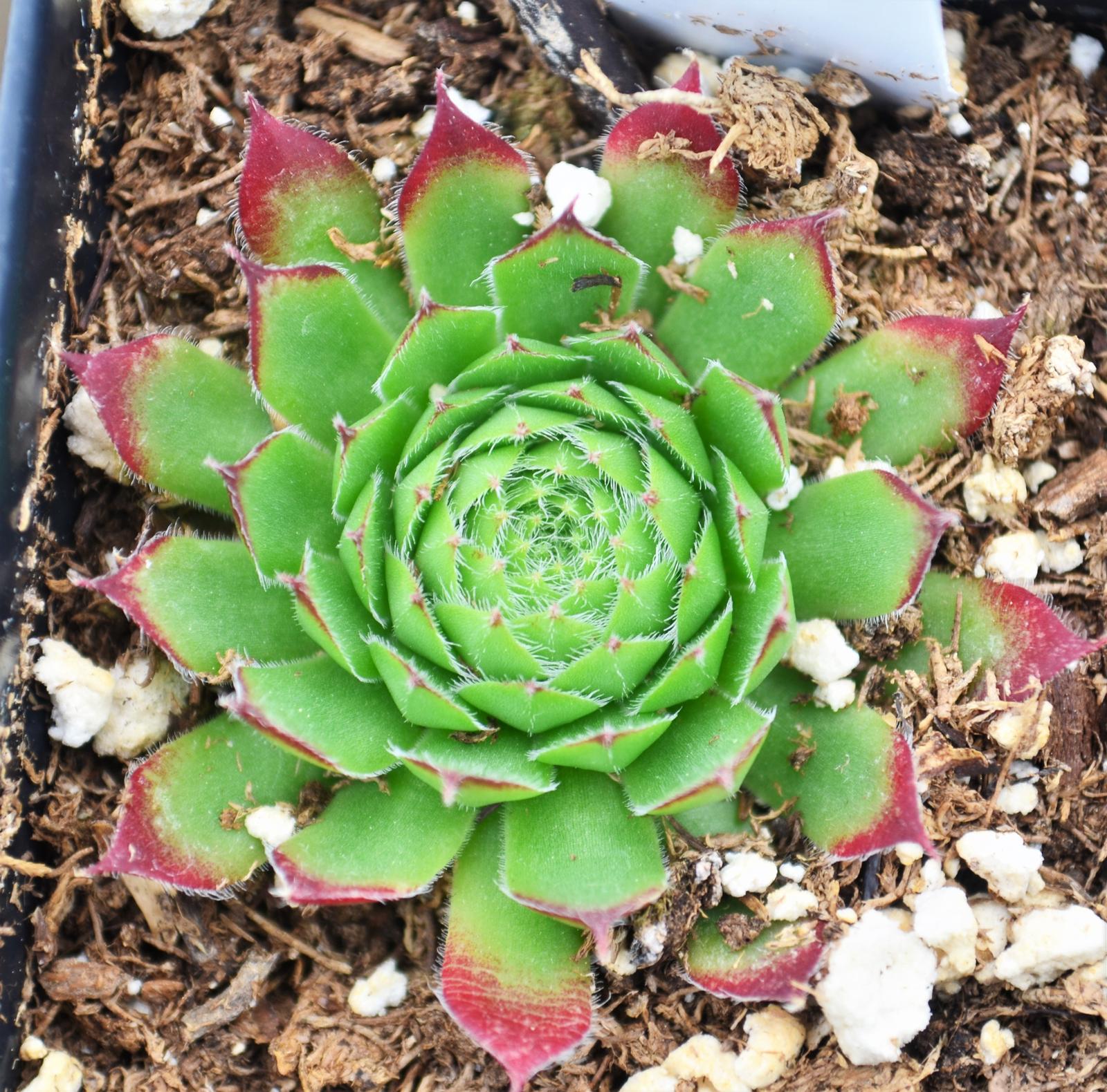 Sempervivum 'Oscularius' - Hens and Chicks from Hillcrest Nursery