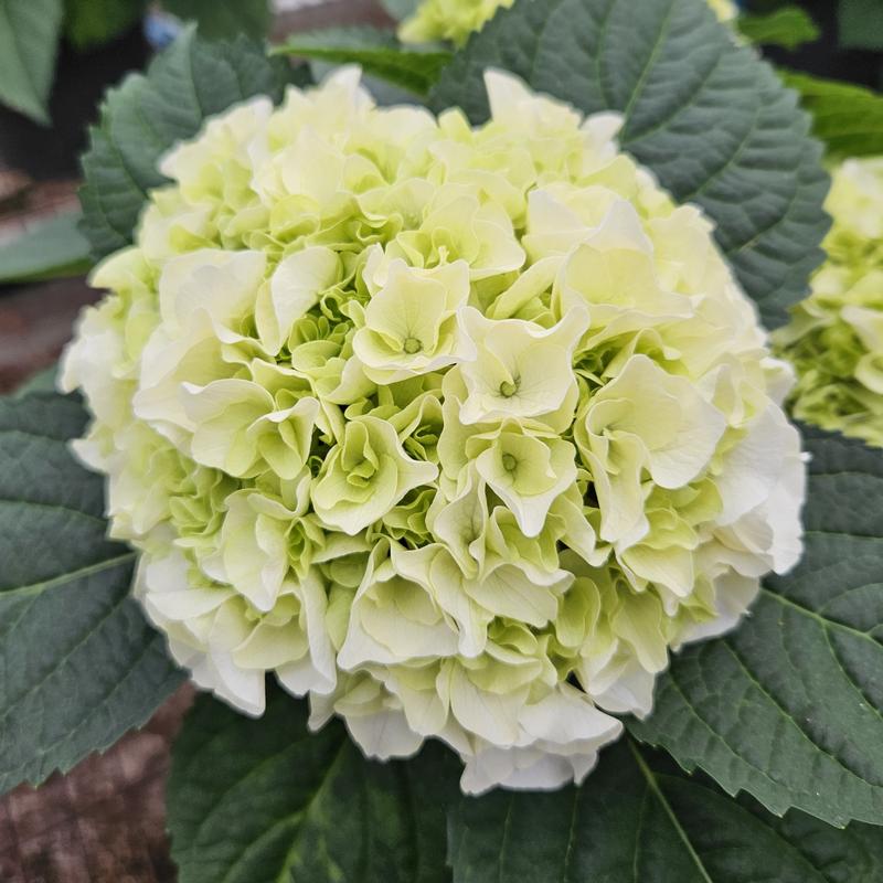 Hydrangea arborescens 'Everlasting Bride' - Hydrangea from Hillcrest Nursery