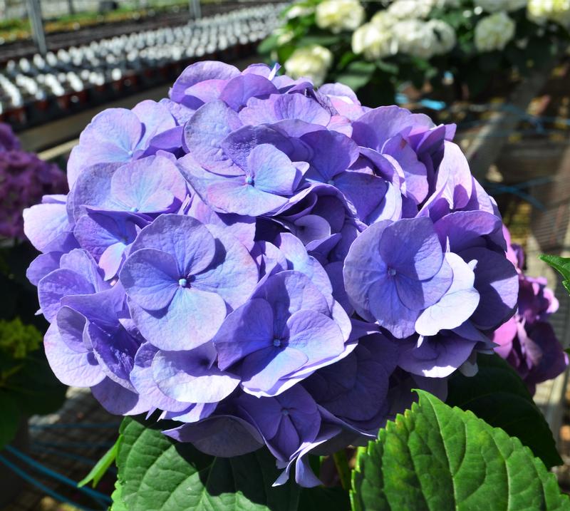 Hydrangea macrophylla Hi River 'Blue' - Hydrangea from Hillcrest Nursery