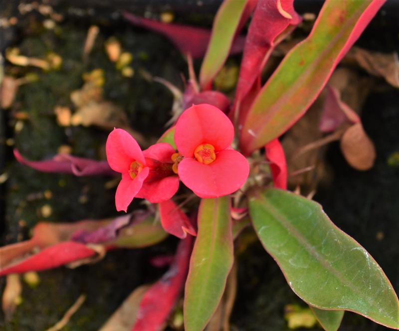 Euphorbia milii Mini 'Athene' - Crown of Thorns from Hillcrest Nursery