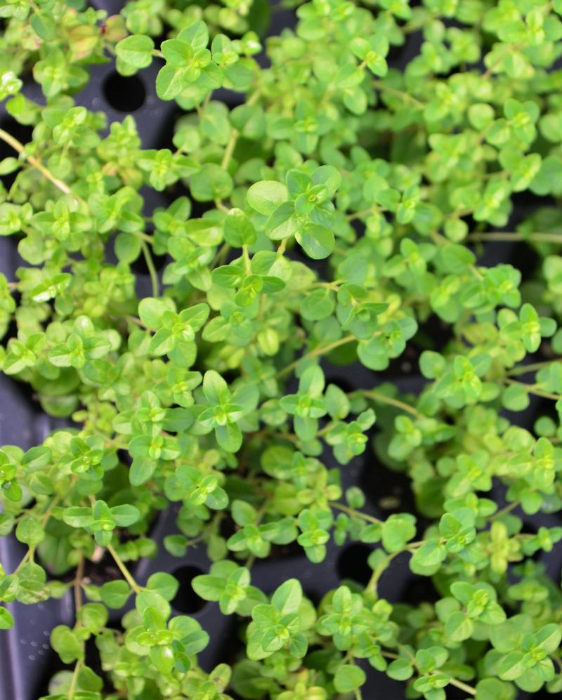 Thymus vulgaris 'Pizza' - Thyme - Finished from Hillcrest Nursery