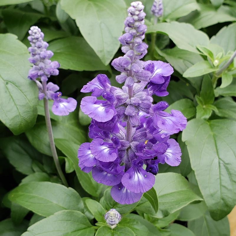 Salvia Sallyfun 'Deep Ocean' - Salvia from Hillcrest Nursery