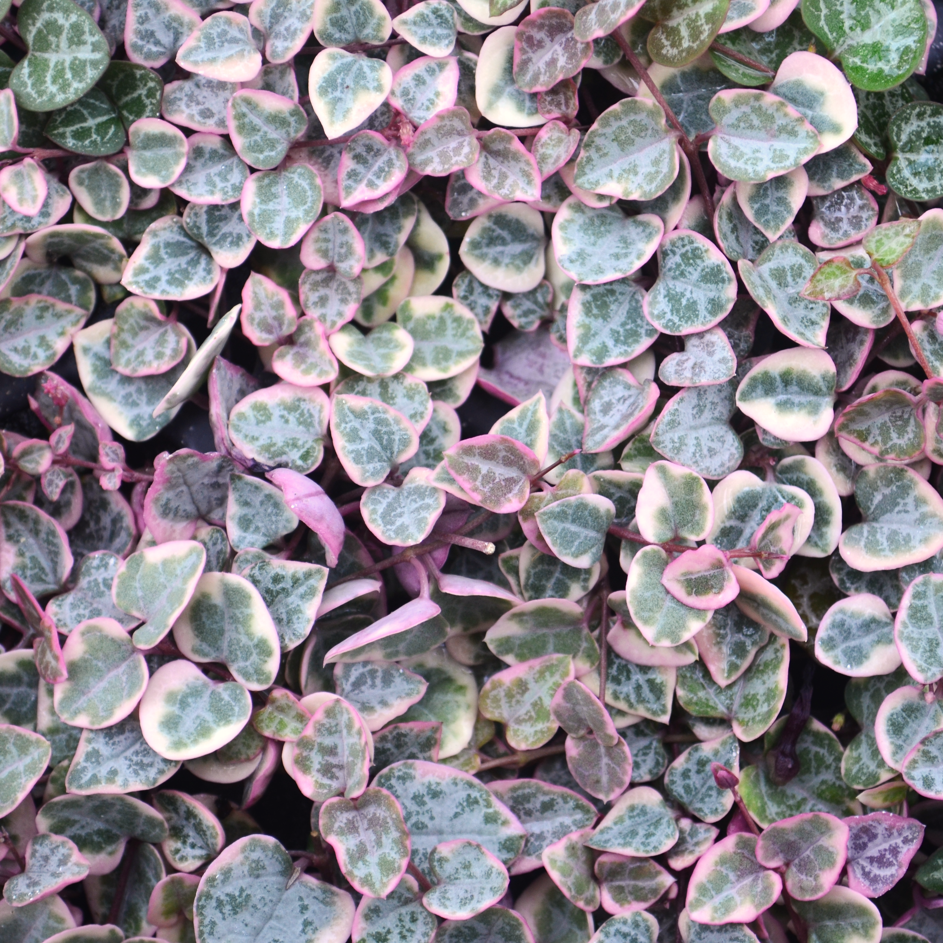 Ceropegia woodii 'Pretty in Pink' - String of Hearts from Hillcrest Nursery