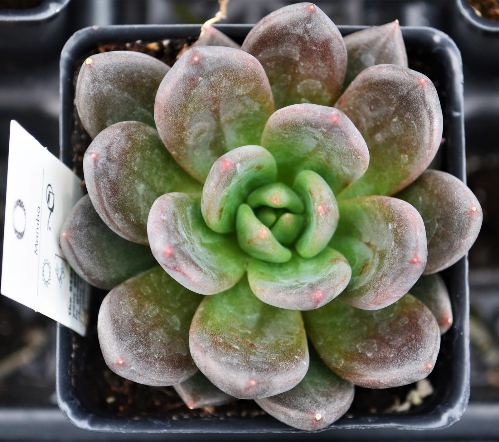 Echeveria 'Mamba' - Echeveria from Hillcrest Nursery