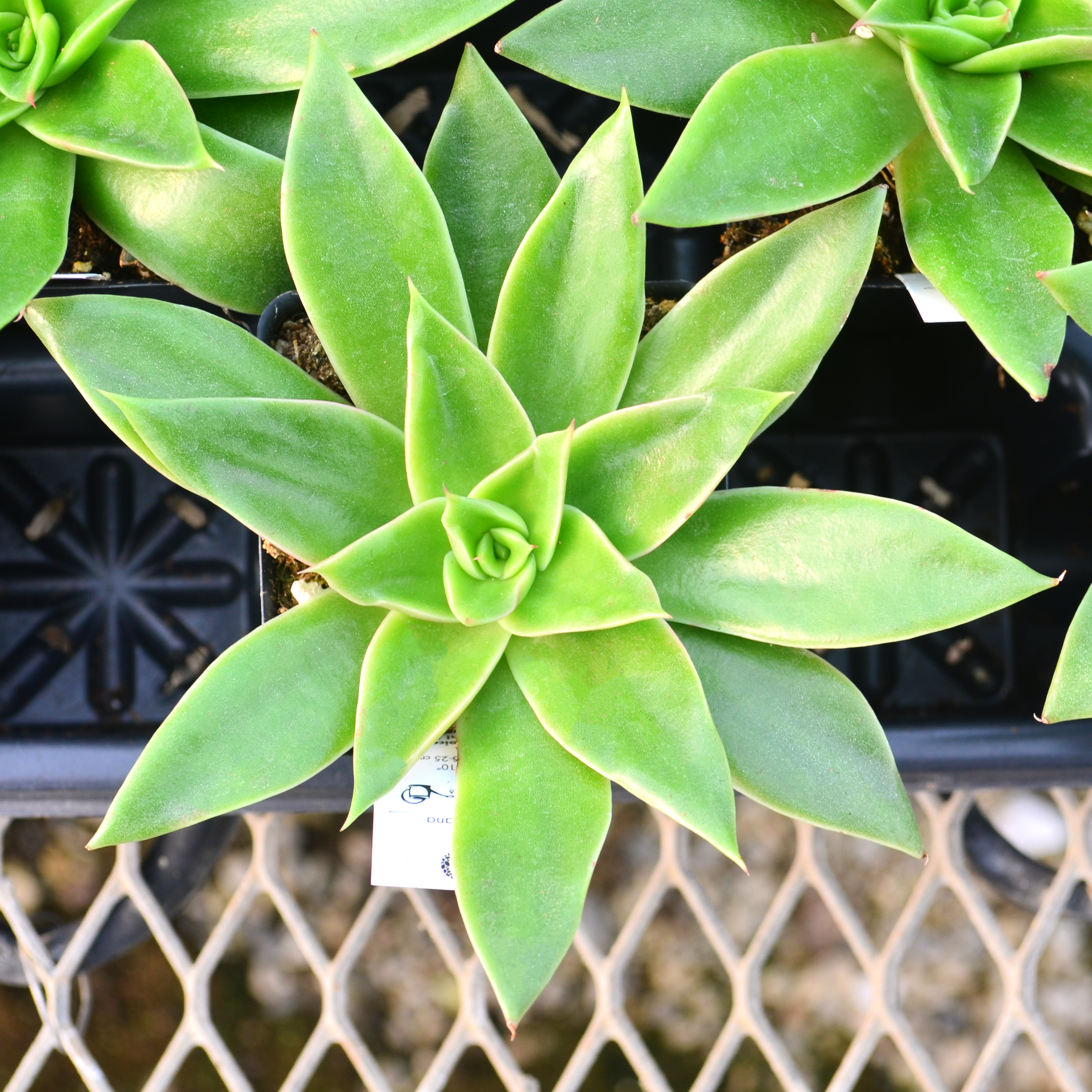 Echeveria 'Mexicana' - Echeveria from Hillcrest Nursery