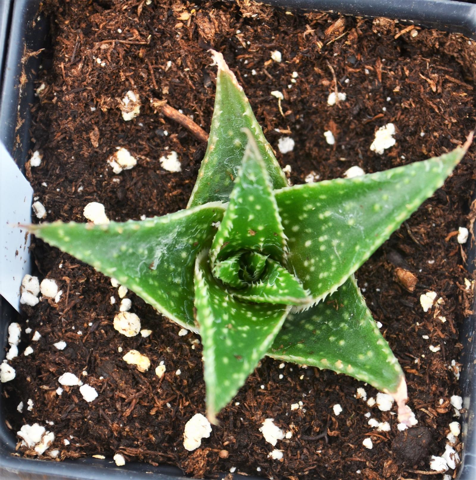 Gasteria 'D. Tiga' - from Hillcrest Nursery