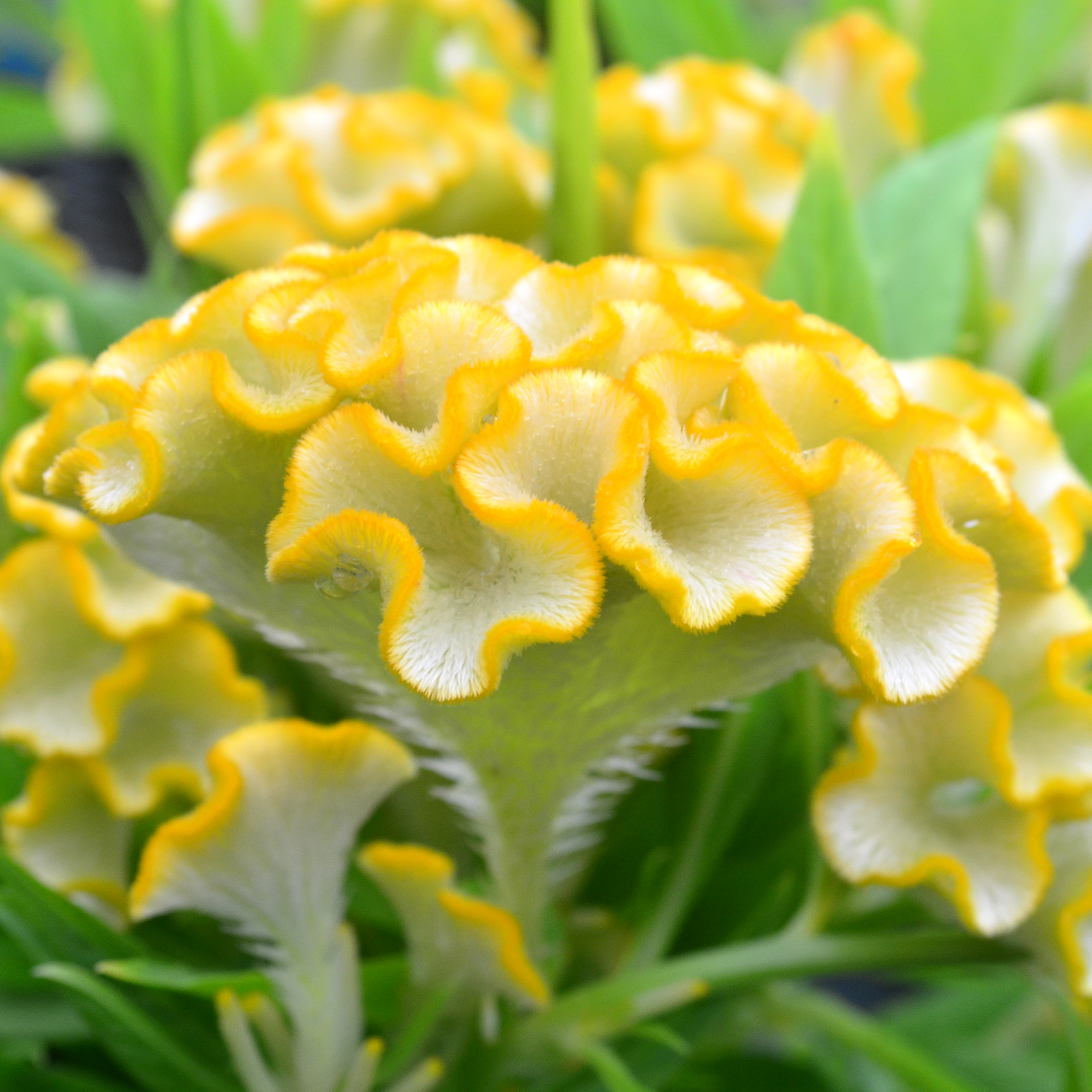 Celosia cristata Twisted 'Yellow' - Cockscomb from Hillcrest Nursery