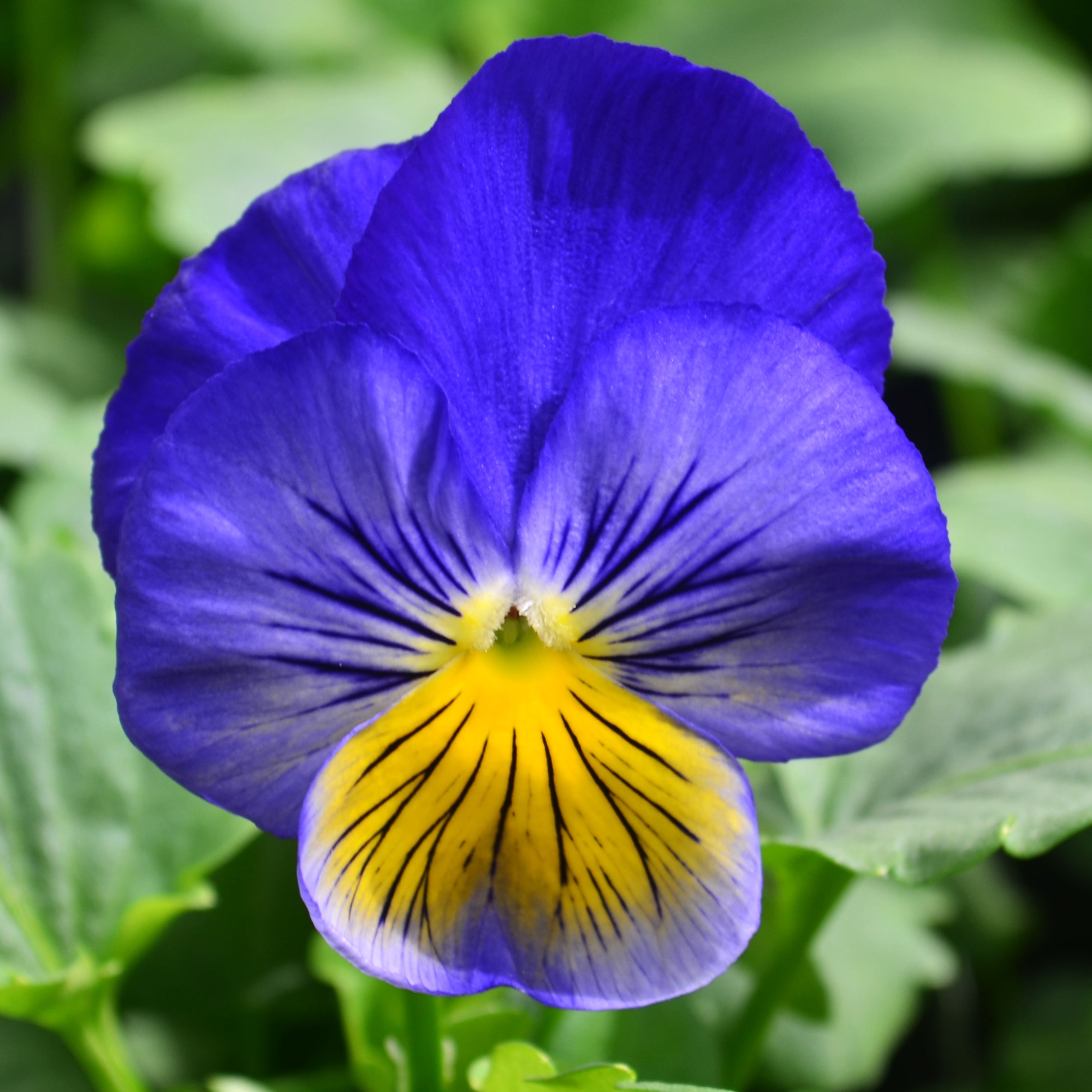 Viola wittrockiana Cats Plus 'Blue Yellow' - Pansy from Hillcrest Nursery