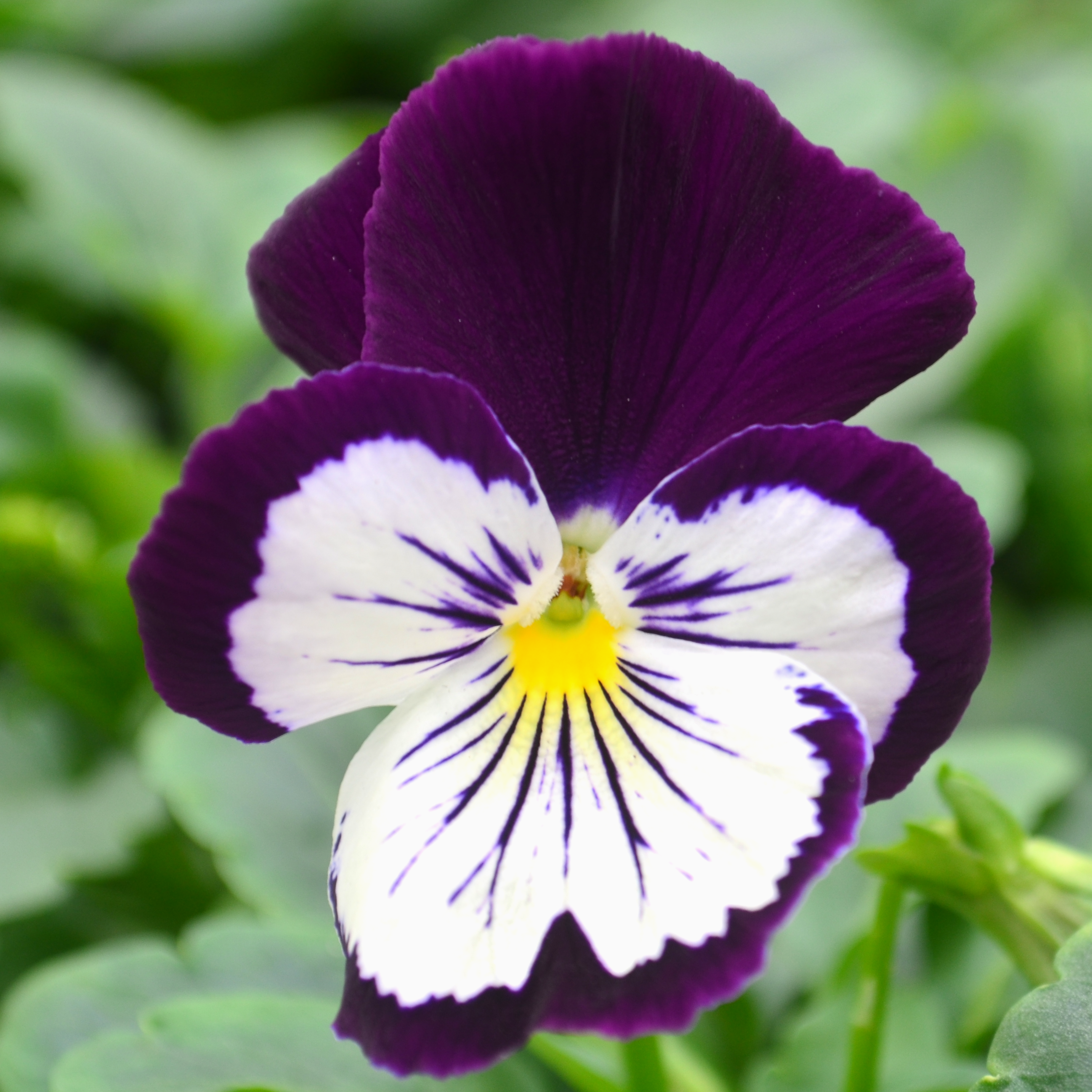 Viola wittrockiana Cats Plus 'Purple White' - Pansy from Hillcrest Nursery
