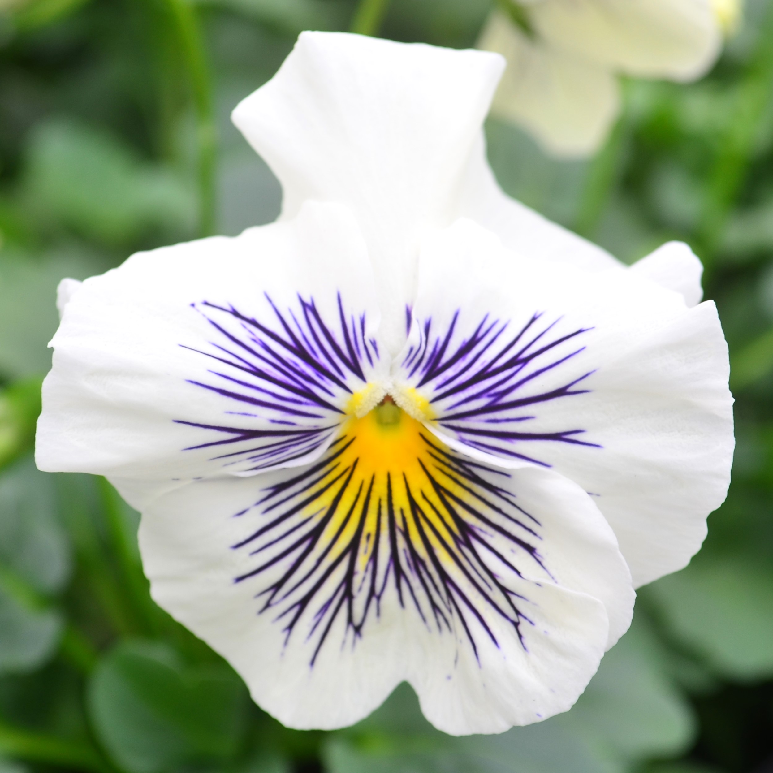 Viola wittrockiana Cats Plus 'White' - Pansy from Hillcrest Nursery