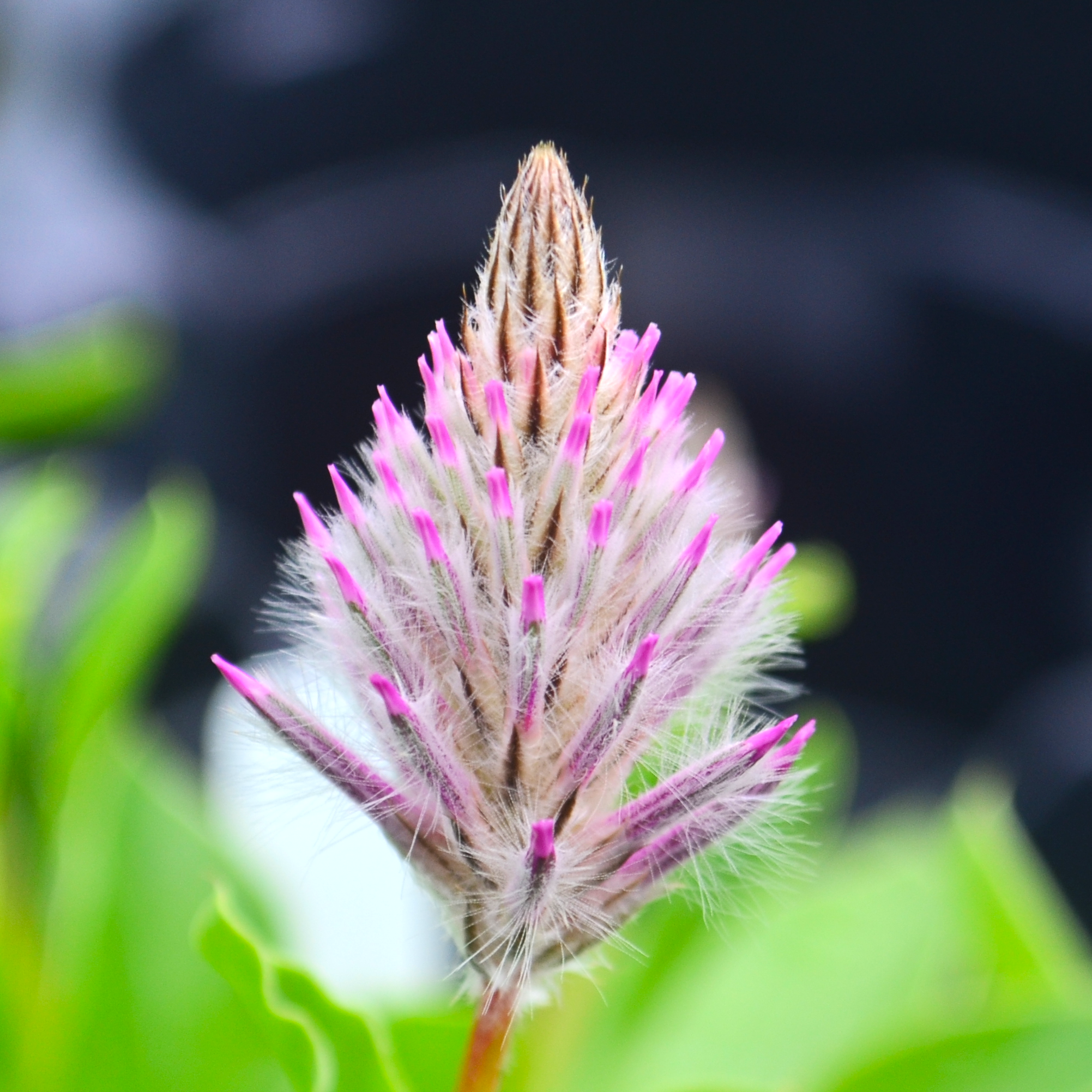 Ptilotus 'Joey Apex' - from Hillcrest Nursery