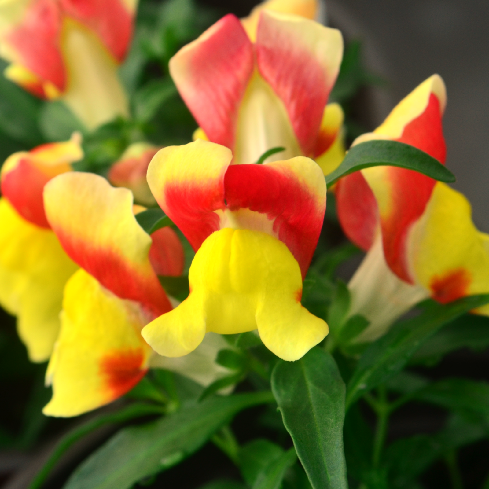 Antirrhinum majus Snapshot 'Orange Yellow' - Snapdragon from Hillcrest Nursery