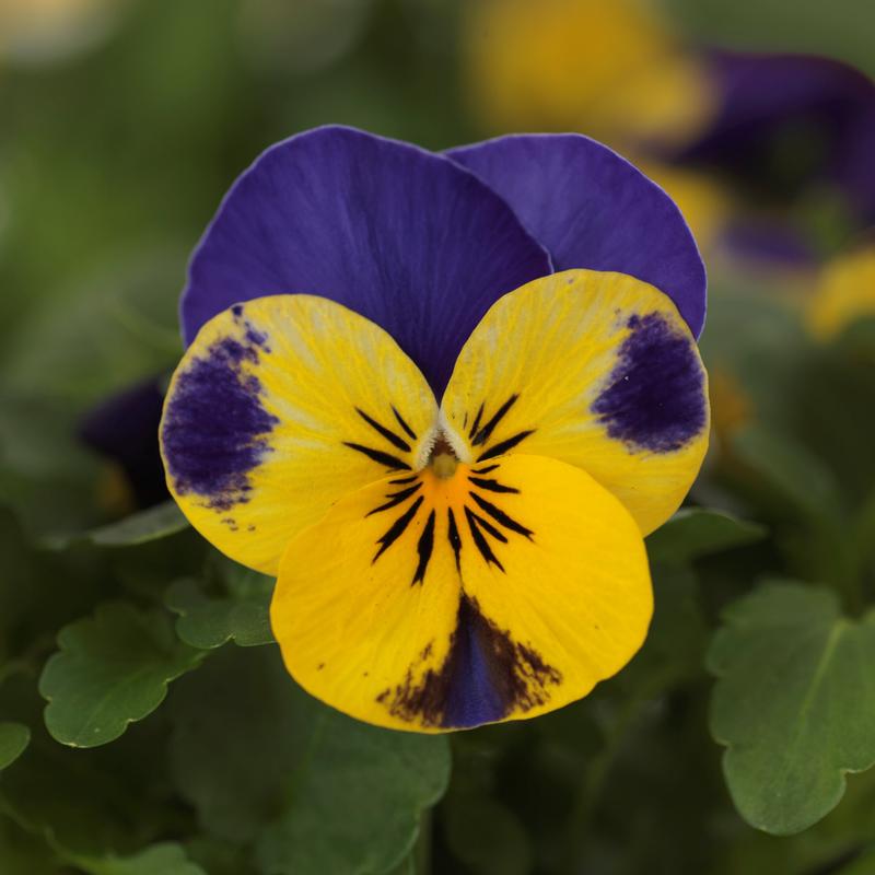 Viola cornuta Quicktime 'Yellow Blue Jump Up' - from Hillcrest Nursery