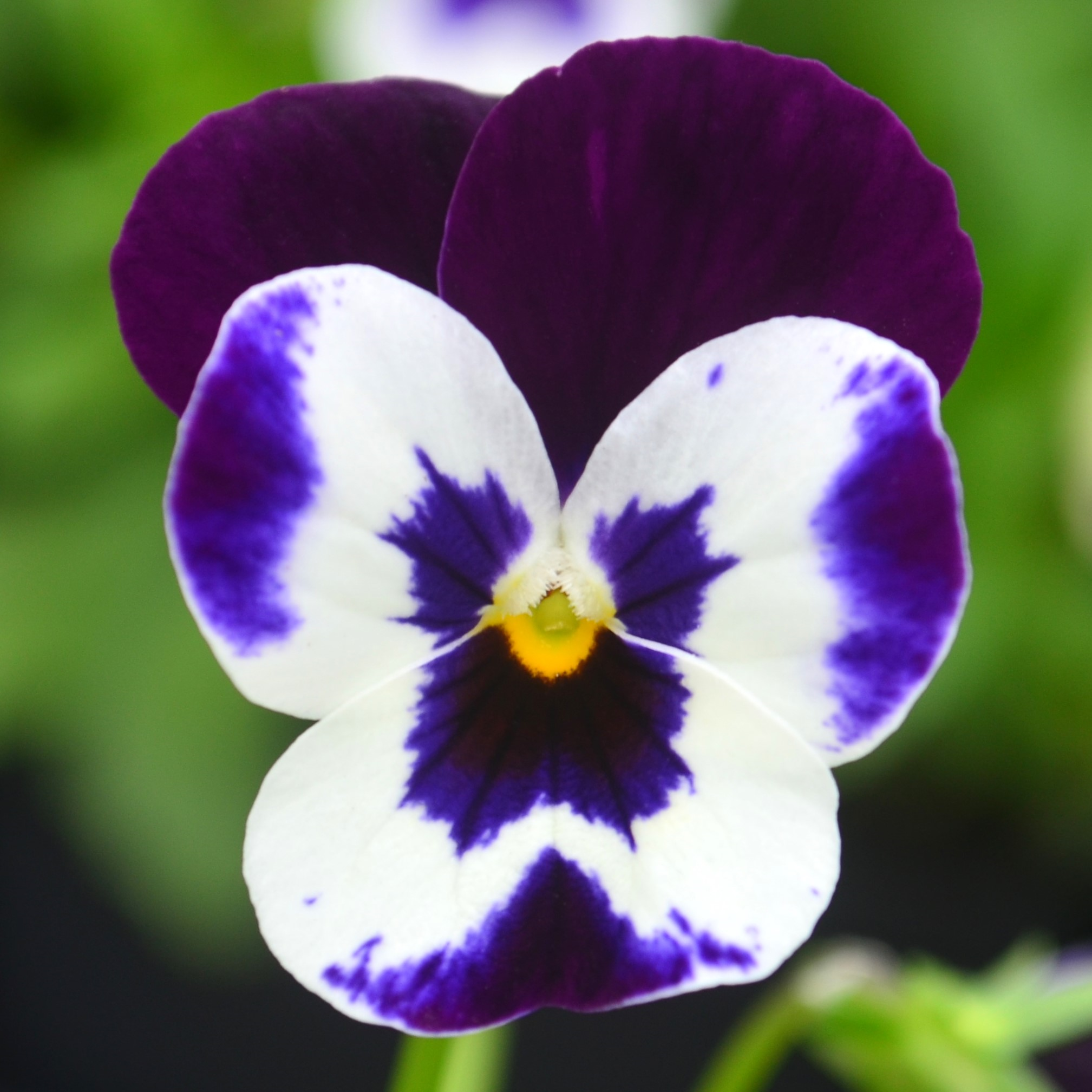 Viola cornuta Quicktime 'Mickey' - from Hillcrest Nursery